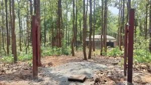 14_06_2025-khalanga-tree_23963802-768x432