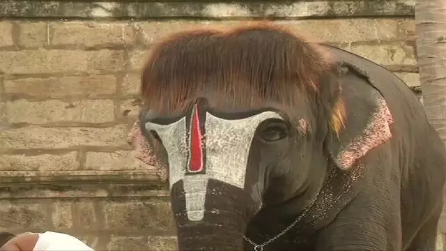 4715510-bob-haircut-elephant
