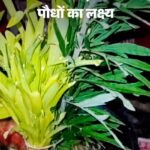 उत्तराखंड में हरेला पर 10 लाख पौधे लगाने का लक्ष्य, वन पंचायतों ने बनाई रणनीति